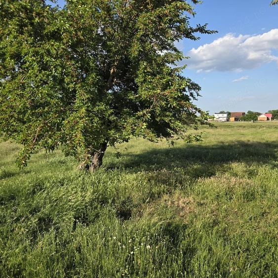 Teren de 4300 mp, în Bazoș