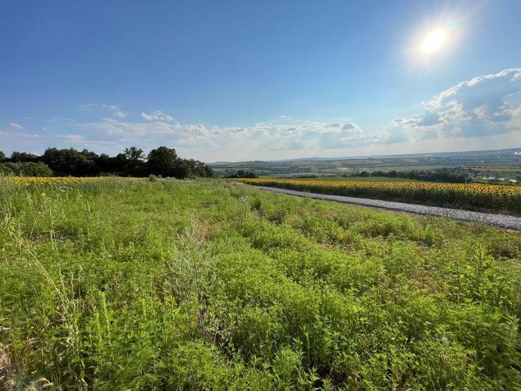 Teren intravilan ,Barnova ,Iasi, 834 mp, priveliste panoramica deosebita,langa padure! - 5