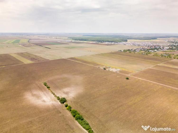 DASCALU TEREN INTRAVILAN 11300 MP, INVESTITIE! - Dascalu (Bucuresti-Ilfov) - 2