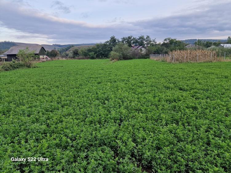 Vand teren intravilan 3500mp,sat Costana, com Todiresti - 5