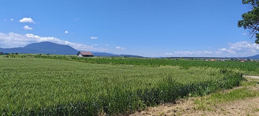 Terenuri de vânzare Hălchiu, Brașov, zonă de case noi. - 6