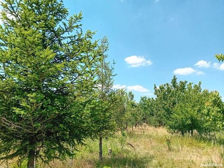 VAND Teren intravilan Sat Hagiesti Comuna Sinesti - 2