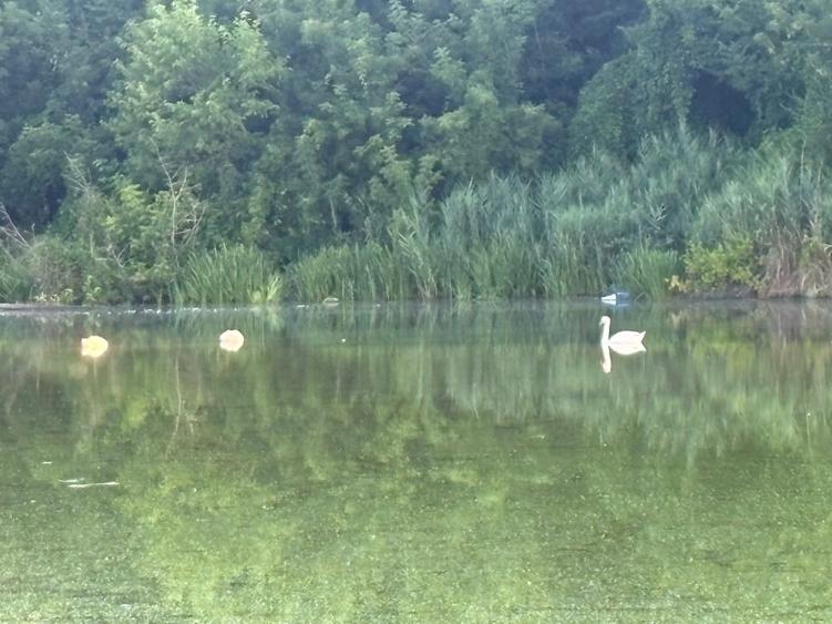 Casă individuală cu 5 camere cu Canalizare în Tei