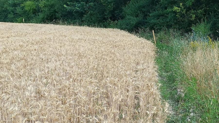 Teren de 4000 mp, în Valea Vinului