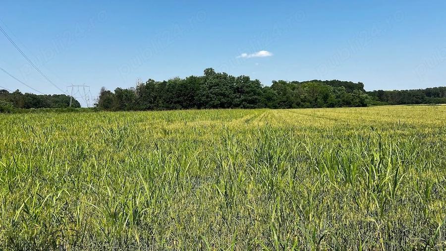 Teren de 4800 mp, în Jilava