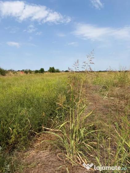 Teren intravilan, 4.508 mp, dubla deschidere, zona Malu Mar - Malu Mare (Dolj) - 2