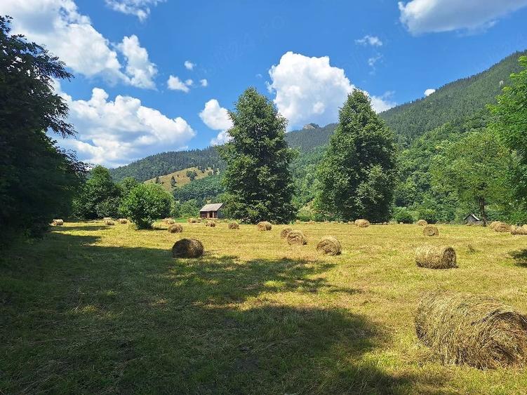 Teren de 18200 mp, în Tulgheș