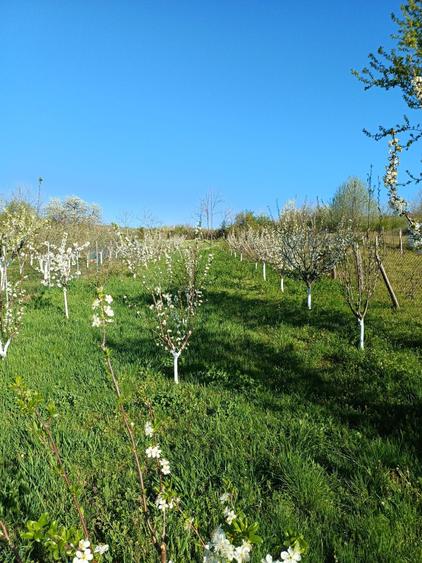 Teren de 940 mp, în Dudașu