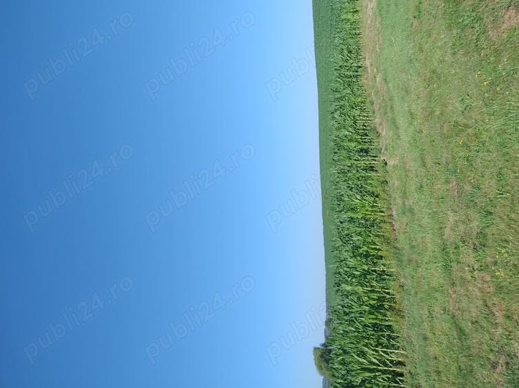 Teren în Valea Albă