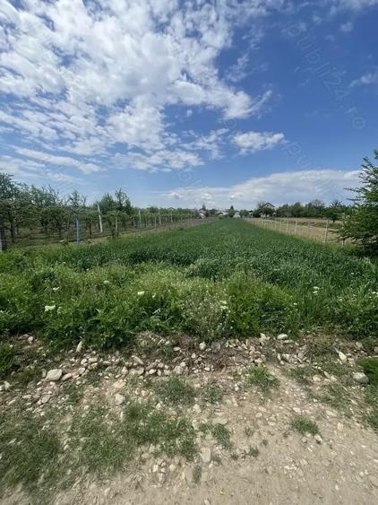 Teren de 1600 mp, în Dragomirești