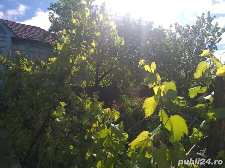 Casă cu Teren 1800 Mp în Muntenii de Jos