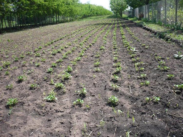 Casă individuală cu 5 camere cu Teren 7241 Mp în Central