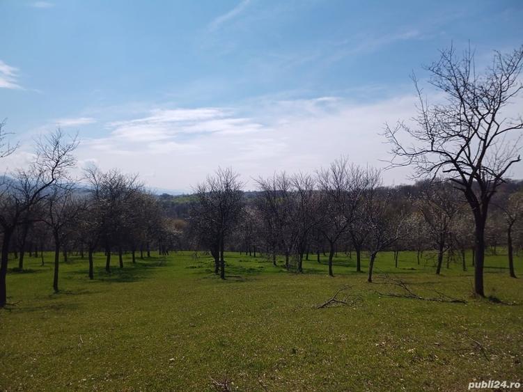 Teren de 17264 mp, în Pietroasa
