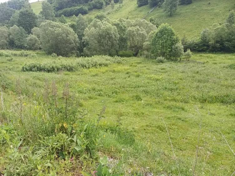 Teren de 3500 mp, în Muntele Băișorii