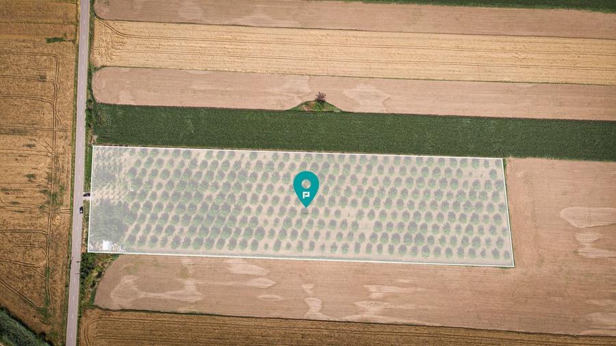 Teren agricol extravilan de 25000 mp, în Macea