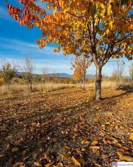 Teren în Teișani