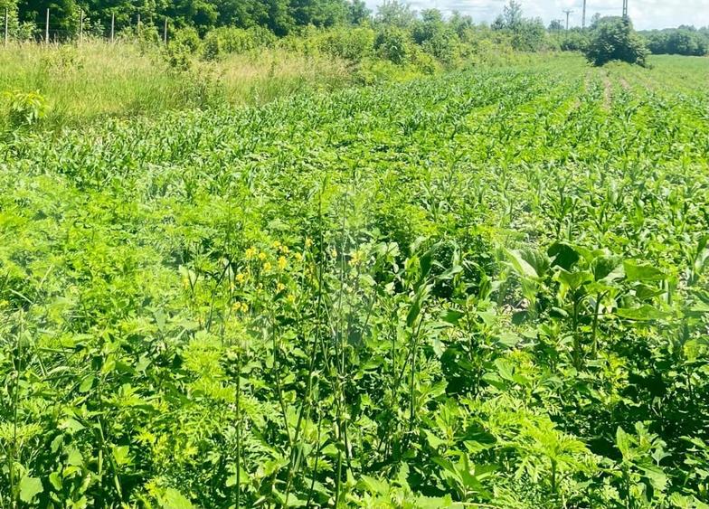 Teren agricol intravilan de 9300 mp, în Dorohoi
