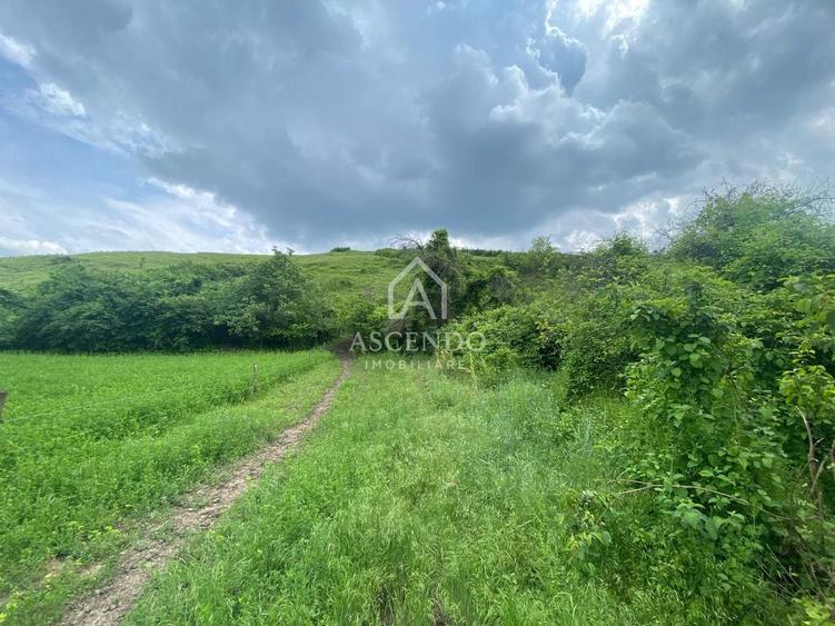 Teren Construcții intravilan de 15900 mp, în Fințești