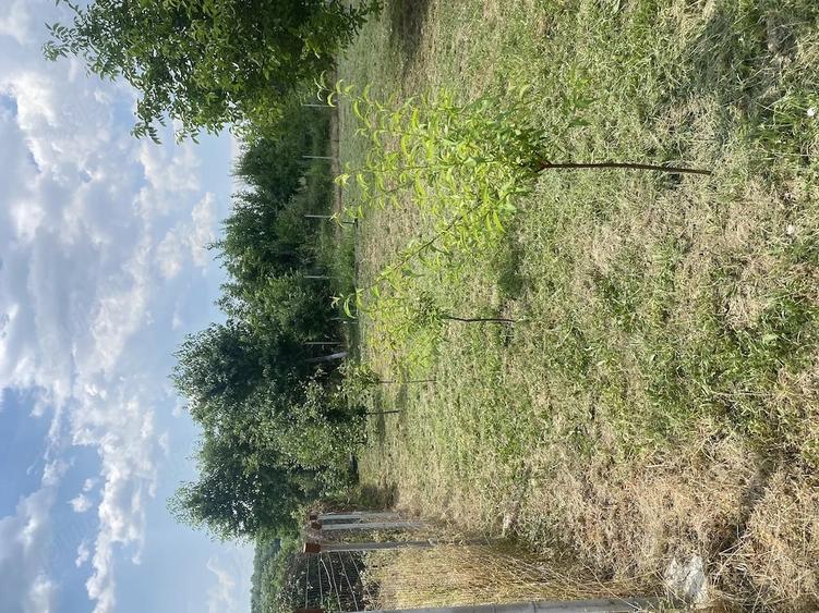 Teren de 700 mp, în Narcisa