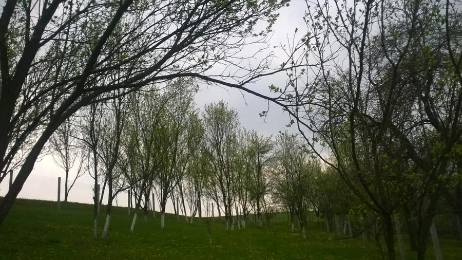 Teren Construcții intravilan de 2750 mp, în Nicula