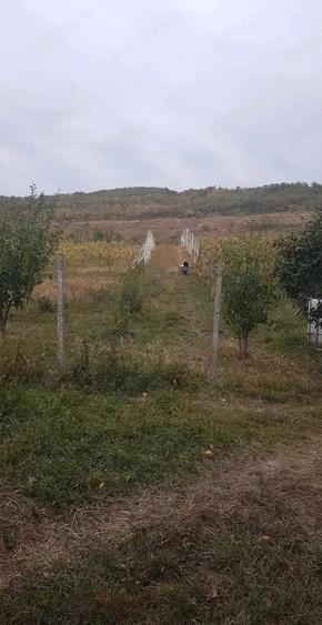 Teren de 6200 mp, în Mogoșești