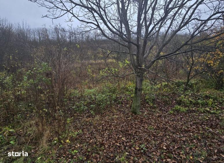 Teren intravilan Tomesti , 500 metri Cod:160517 - 2