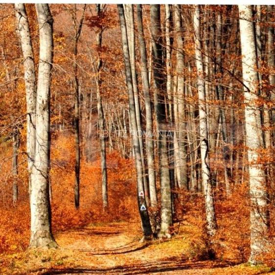 Padure Gorun, 284 Ha, zona Mehedinti