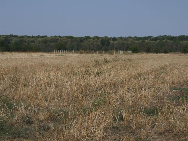 Clinceni-Ordoreanu intre padurea Teghes si Ordoreanu - 3