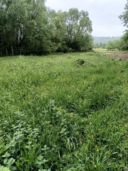 Teren de vanzare intravilan Com Fardea Jud Timis - Langa lacul Surduc - 7