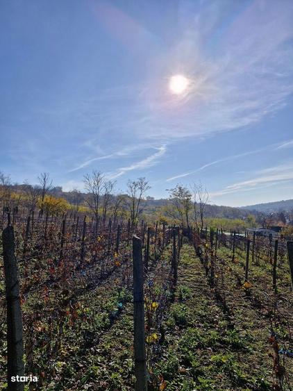 Teren intravilan 1308 mp Rediu | 9 min Copou / Pacurari - 3