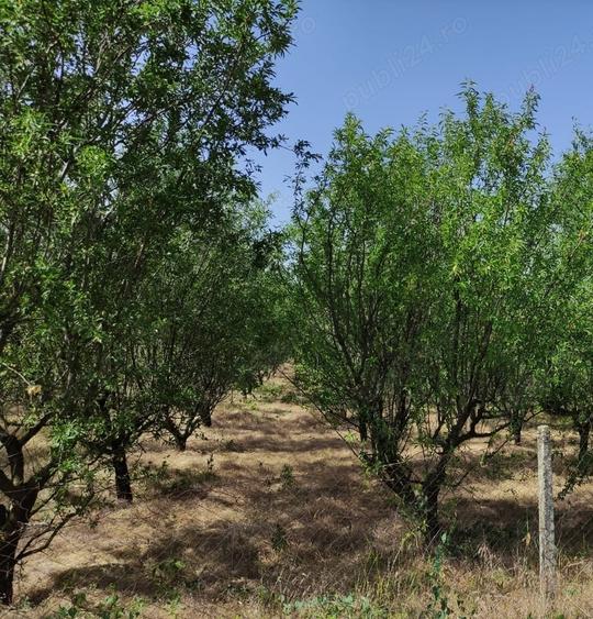 Teren de 12300 mp, în Ostrov