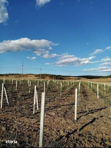 Teren de 9000 mp, în Berceni