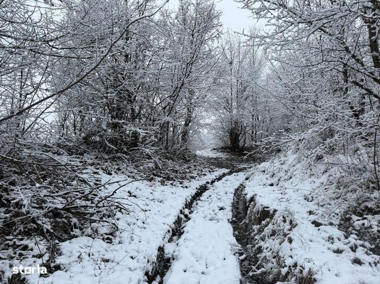 Provita de Jos - teren 3824mp - 18 Euro/mp Neg. - 1