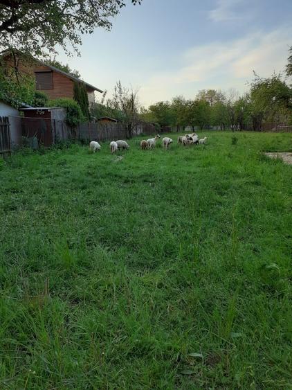 Teren intravilan! - 1