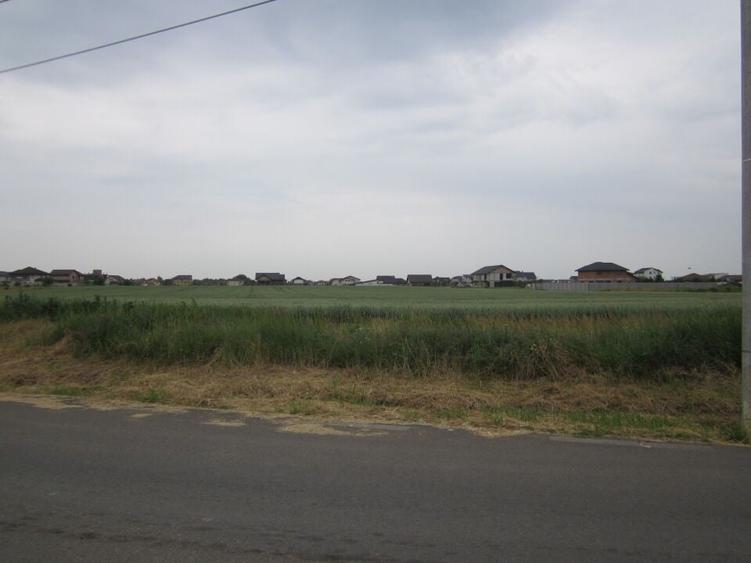 Domnesti-Narciselor - 16