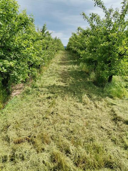 Vand/ Arendez Teren intravilan -livada meri Loc de casa - 5