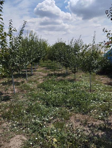 Casa de vanzare 1120mp,Glodeanu Sarat Buzau - 6