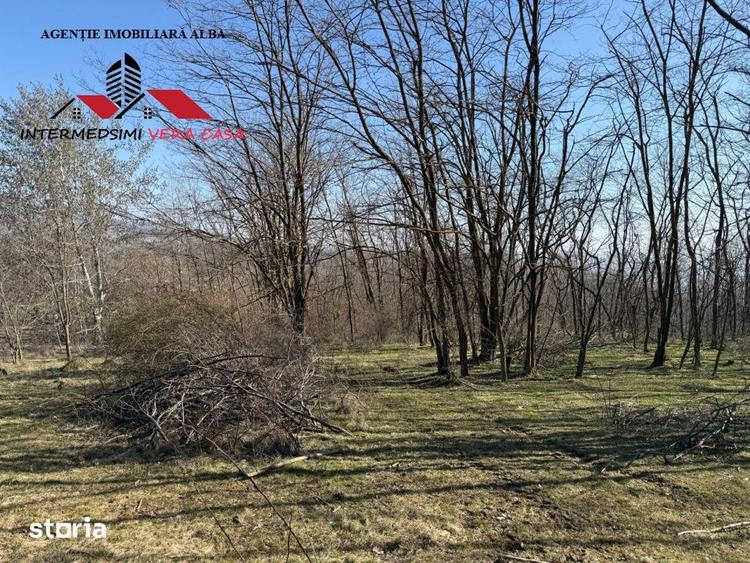 Teren extravilan 28900 mp de vanzare in Stauini Jud Alba - 4