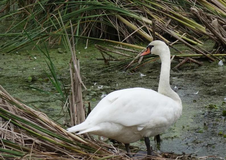 Terenuri IN RATE 500 /luna, teren 25 Peris, Tancabesti - 1