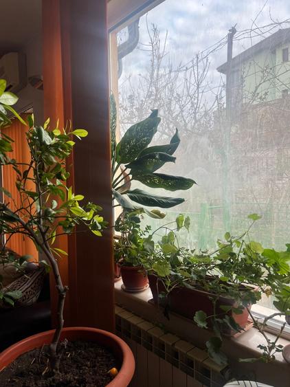 Casa  cocheta , la sol, caramida, teren 386 mp/desch. de 13 m,garaj, 299000 euro - 9