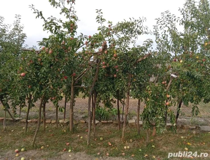Casă cu 5 camere cu Teren 1600 Mp în Petroasa Mare