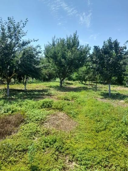 Casă individuală cu 3 camere cu Teren 2220 Mp în Adâncata