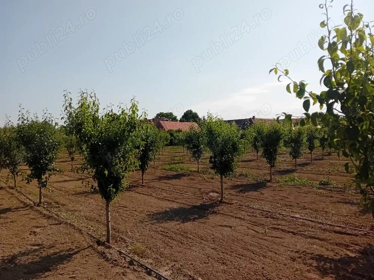 Proprietar vand sau schimb livada - 3