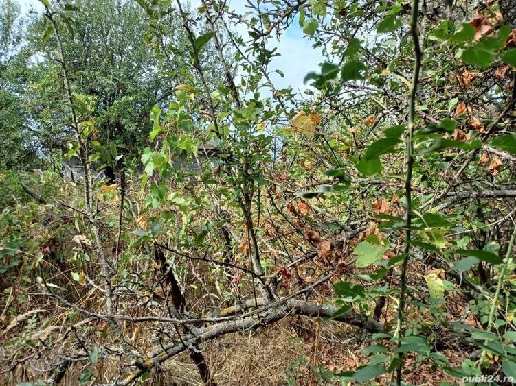 Teren intravilan cu casa - 19