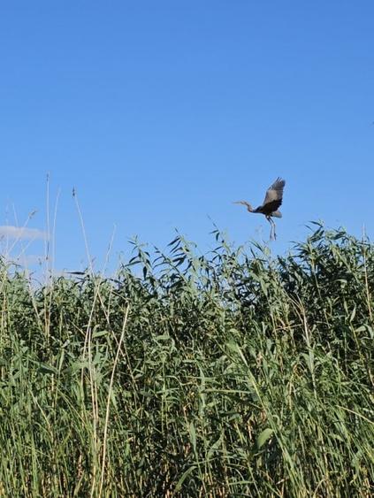 Teren intravilan in Delta Dunarii, C.A. Rosetti - Cardon - 8