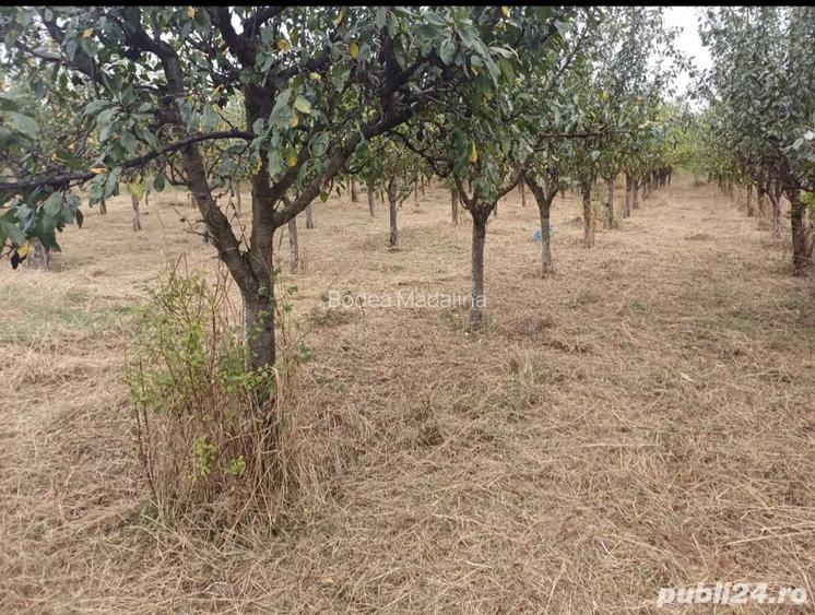 Vand casa Agrisu mare