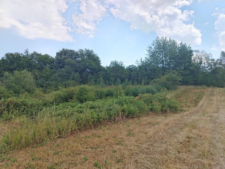 2 Parcele de teren extravilan zona Bradet Pret 3000eur/ar neg usor - 8