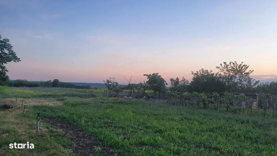 TEREN 3000 MP LANGA DUNARE + PADURE | DESCHIDERE DN31 - 3