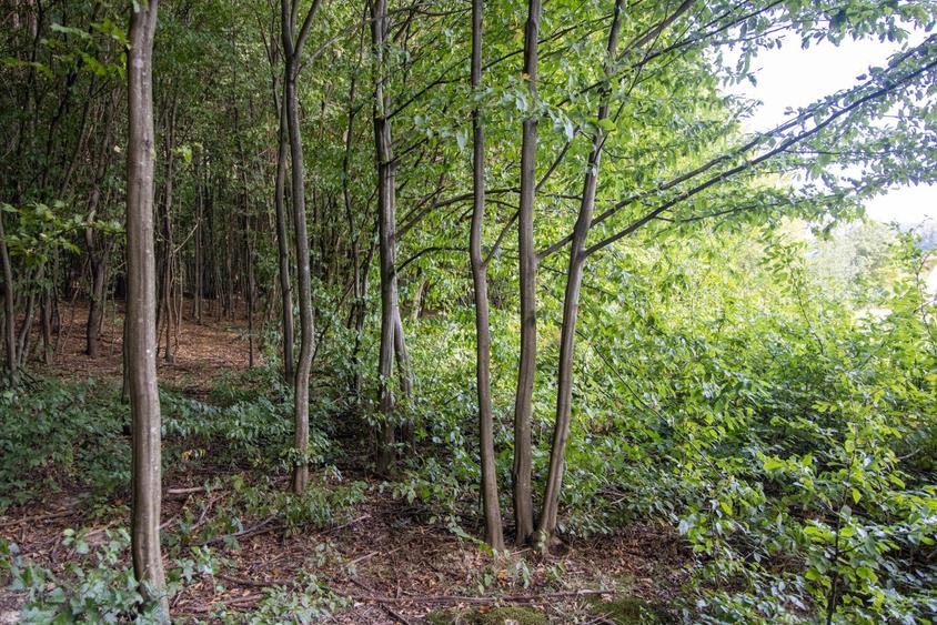 Teren intravilan 3300mp- Vulcan Brasov langa Lac si padure - zona turistica - 16