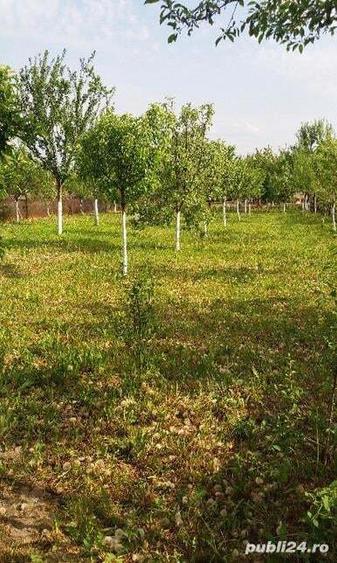 Casa Faget Timis - 5